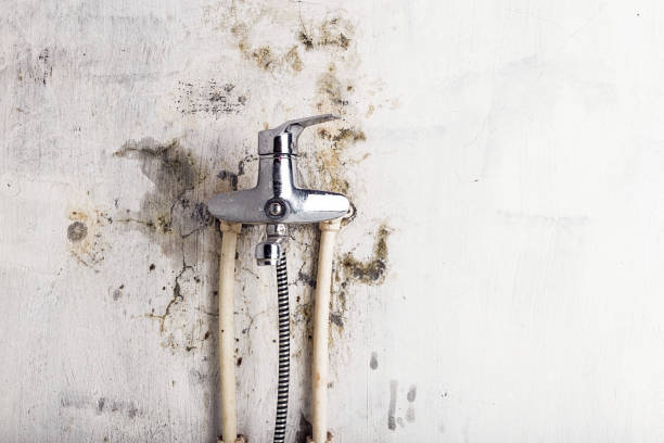 Trezevant, TN Mold Remediation Company