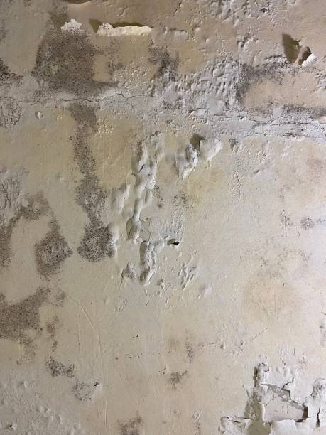 Best Preventive Mold Services in Trezevant, TN