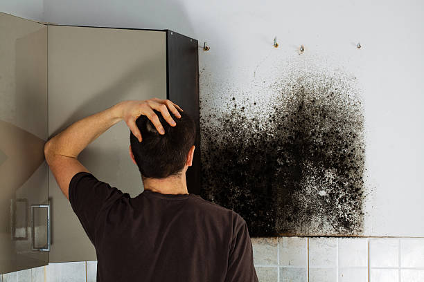 Best Basement Mold Remediation in Trezevant, TN