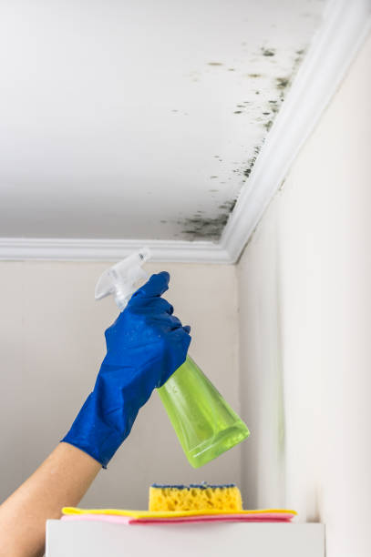 Best Mold Remediation for Specific Building Types in Trezevant, TN